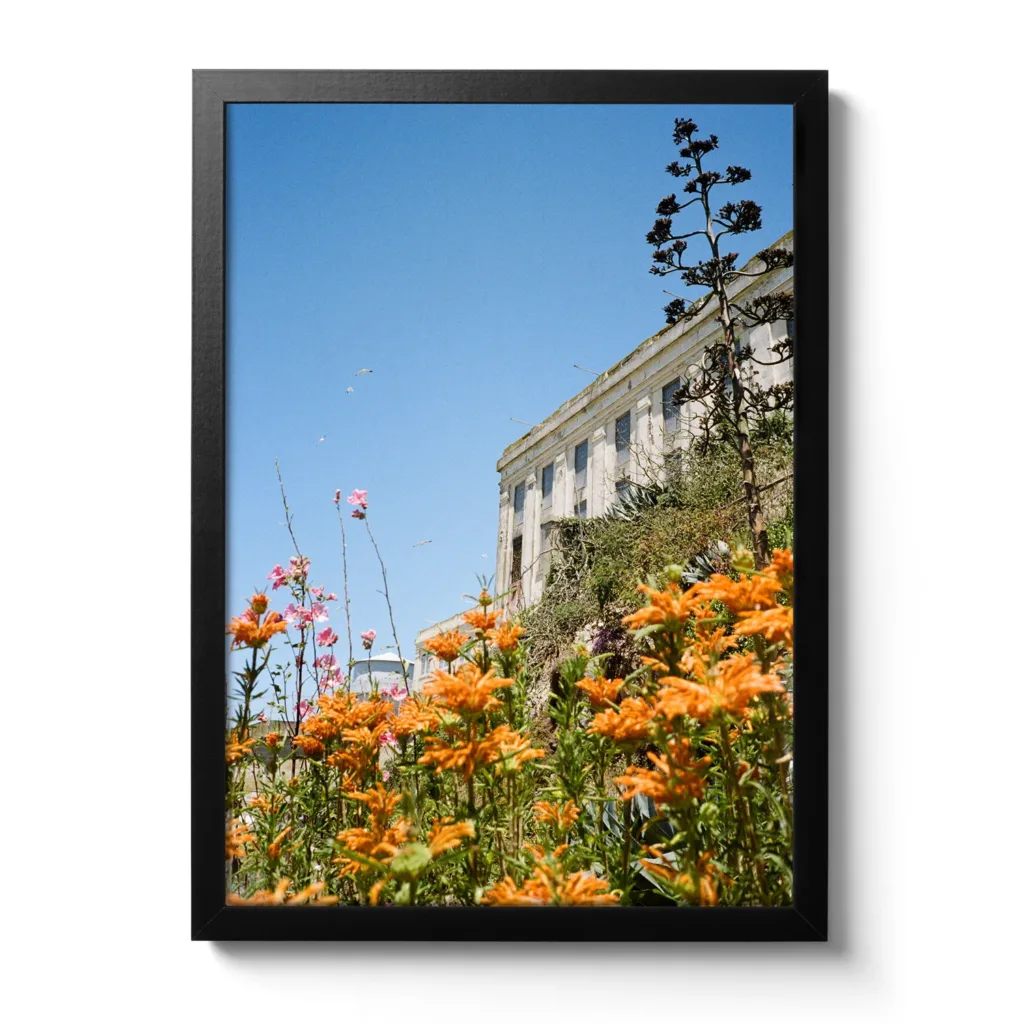 Flowers of Alcatraz – Bild 2