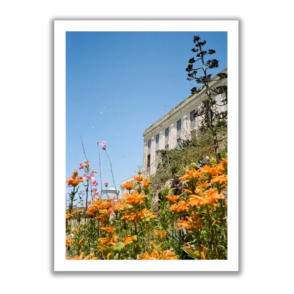 Flowers of Alcatraz – Bild 3