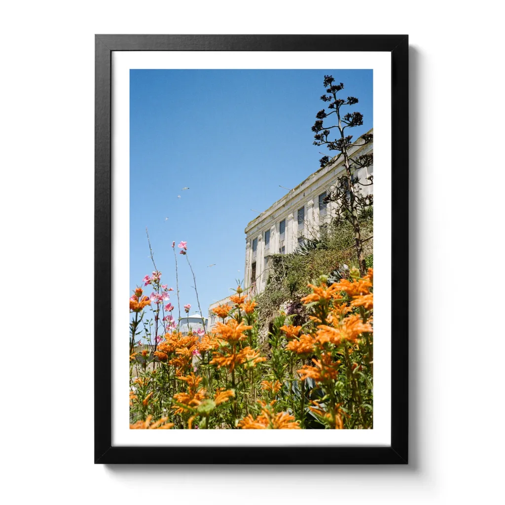 Flowers of Alcatraz