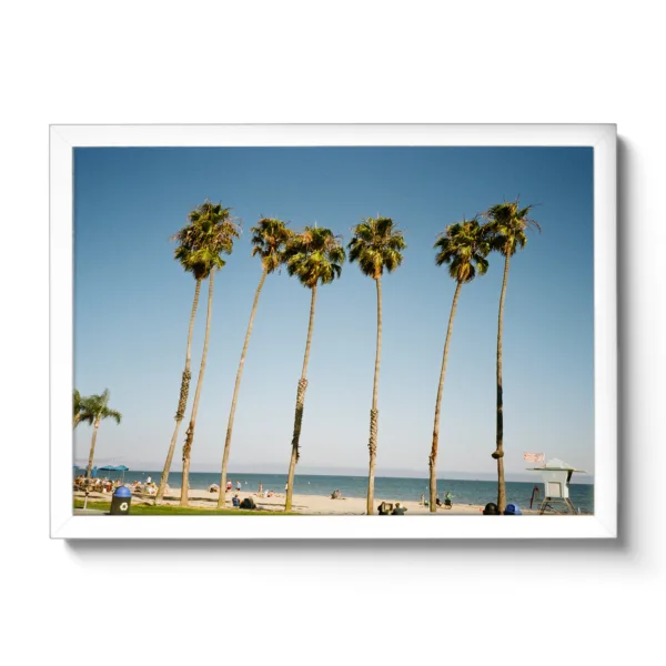Bildaufnahme von Palmen in Santa Barbara und dahinter der blaue Pazifik und Strand