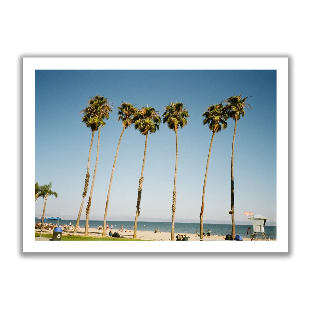 Bildaufnahme von Palmen in Santa Barbara und dahinter der blaue Pazifik und Strand