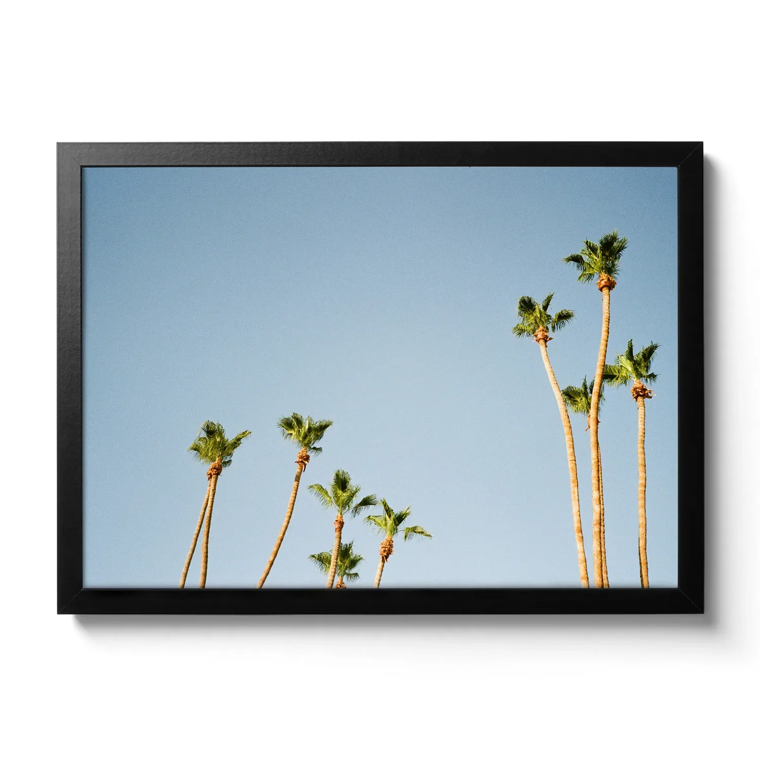 Palms of Palm Springs Pictures of palm trees towering upwards and the blue sky behind them. Vintage look.