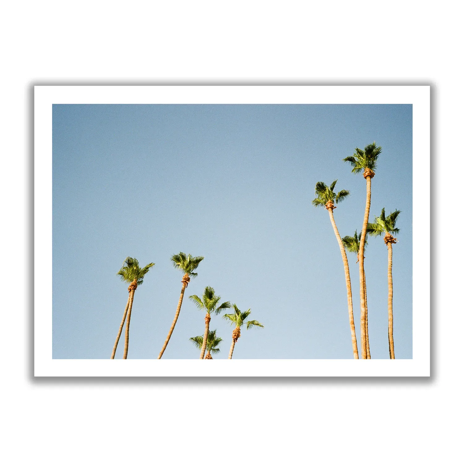 Palms of Palm Springs Pictures of palm trees towering upwards and the blue sky behind them. Vintage look.