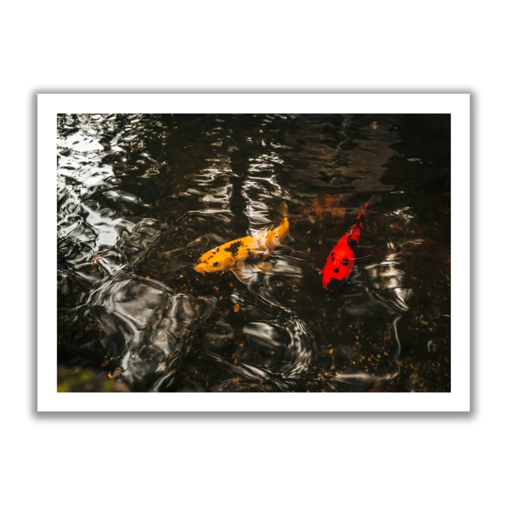 Bildaufnahme von gelben und roten Fischen die im Wasser schwimmen