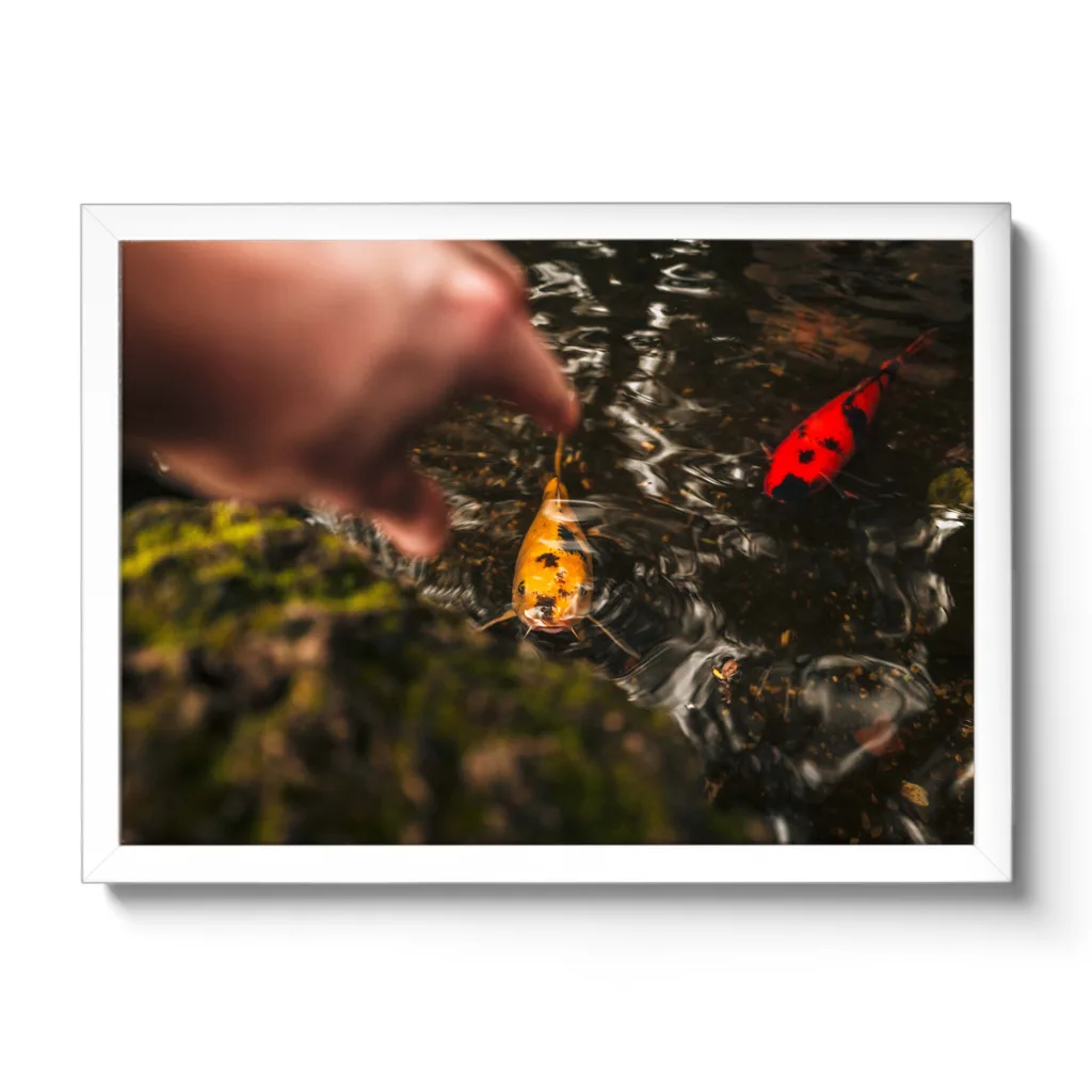Bildaufnahme von gelben und roten Fischen die im Wasser schwimmen und jemand sie fangen möchte