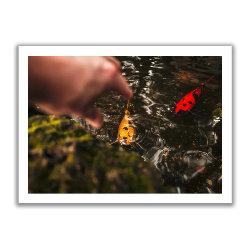 Bildaufnahme von gelben und roten Fischen die im Wasser schwimmen und jemand sie fangen möchte