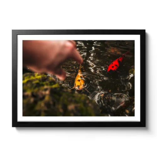 Picture of yellow and red fish swimming in the water and someone wants to catch them