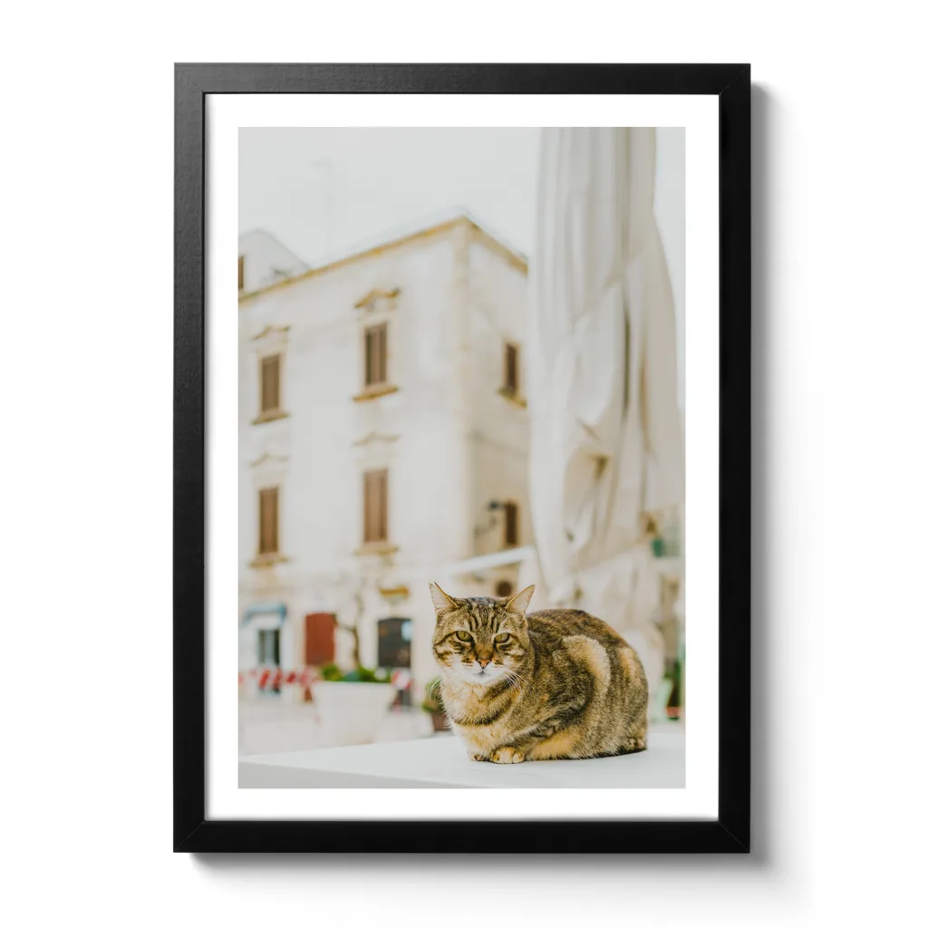 Dreamy Cat