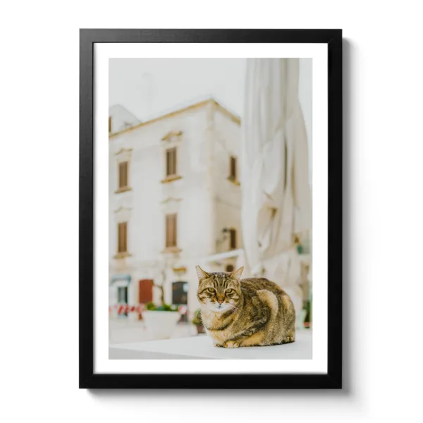 Dreamy Cat