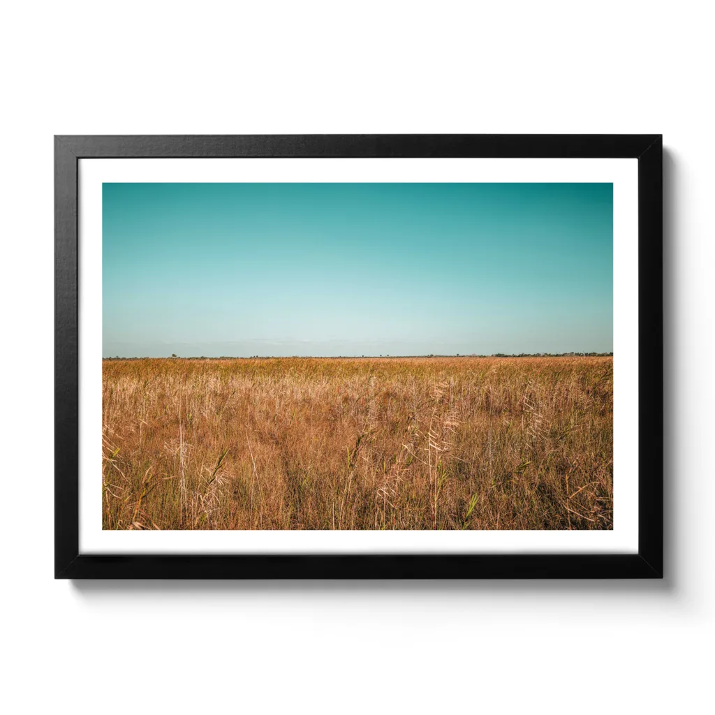 Landscape Bildaufnahme von den Sümpfen der Everglades in Miami. Blauer Himmel und braunes Gestrüpp.