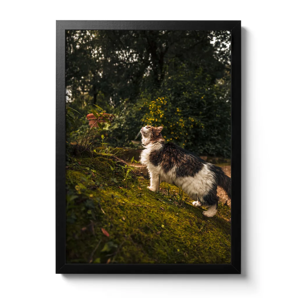 Miez – Bild 2