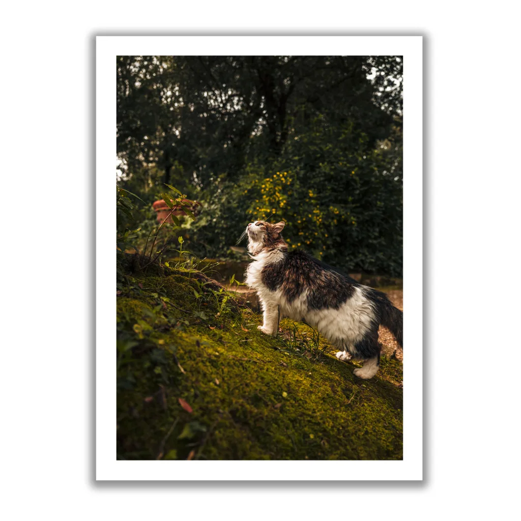 Miez – Bild 3