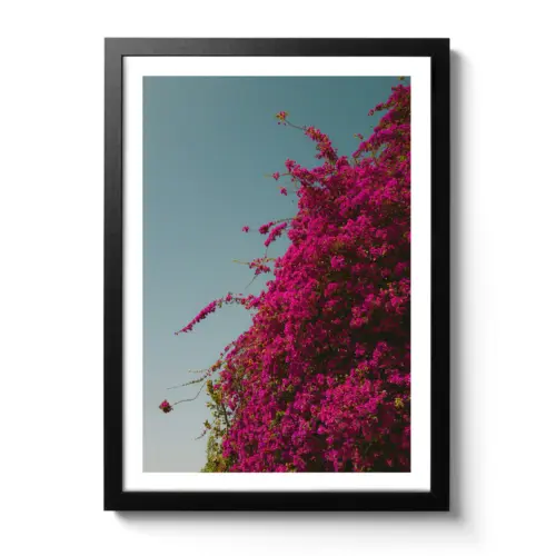 Bougainvillea-Ranken mit kräftig pinken Blüten wachsen vor einem klaren Himmel.
